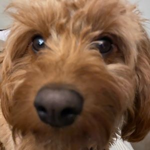 Meet your Posher, Donna